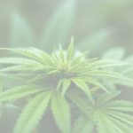 marijuana laws by state